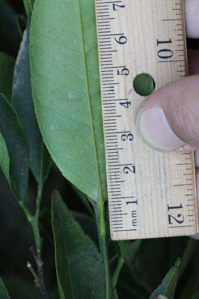              Unifoliolate leaf (Riverside, CA)       